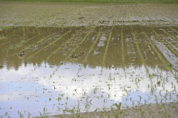 Ein Überflutetes Feld Wasser Und Wetterschäden Der Landwirtschaft — Stockfoto