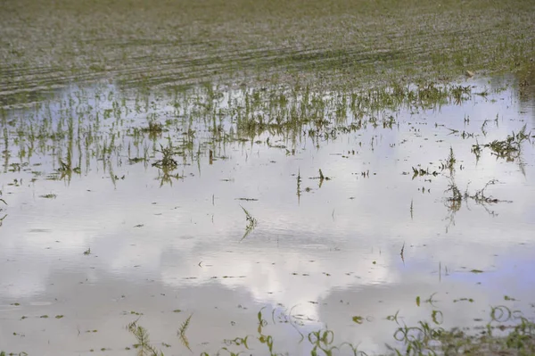Затоплене Поле Пошкодження Води Погоди Сільському Господарстві Сільському Господарстві — стокове фото