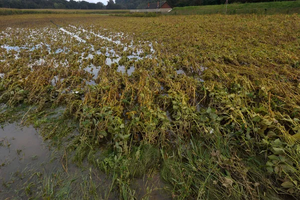 農業や農業における洪水や水や天候の被害は — ストック写真