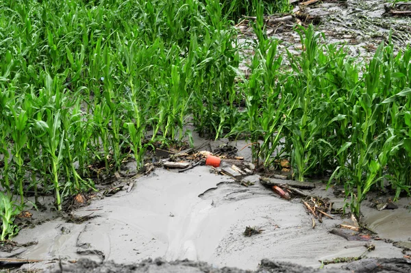 農業や農業における洪水や水や天候の被害は — ストック写真