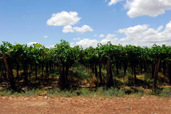 Vinodling Och Vinodling Mendoza Regionen Argentina Sydamerika — Stockfoto