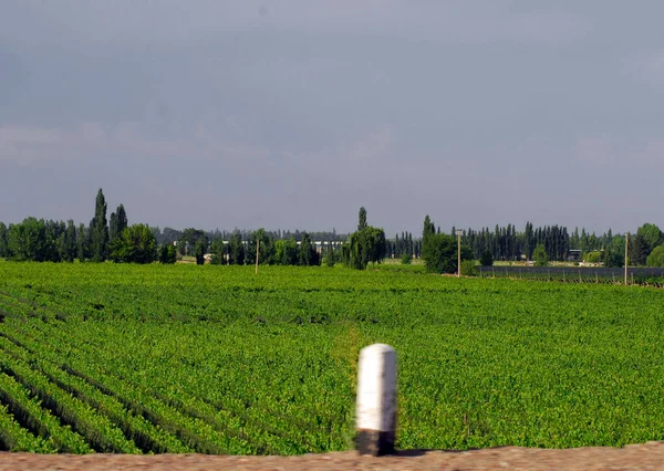 アルゼンチンのメンドーサ地方のブドウ畑とブドウ栽培 農業とワイン栽培 — ストック写真