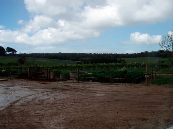 Paisaje Del Vino Viticultura Australia Agricultura Viticultura — Foto de Stock