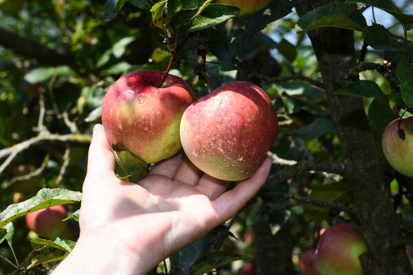 harvest of fresh and ripe apples, fruit growing and food production in agriculture