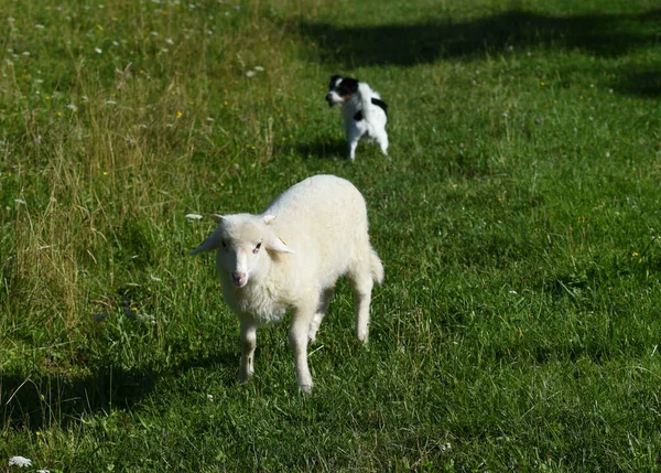 a shepherd dog and a lamb on a green meadow