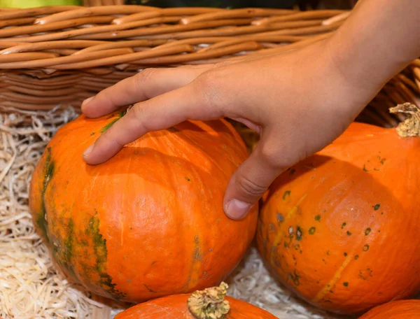 hokkaido balkabağı ya da sepetteki kırmızı kuri kabağı, yiyecek ve beslenme