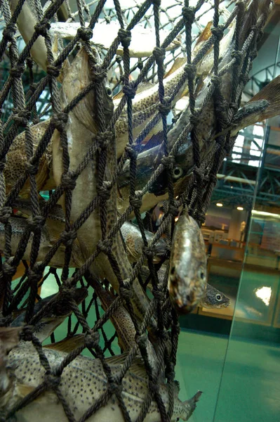 Ловля Рыбы Рыболовной Сетью Море — стоковое фото