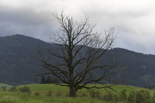 Poškození Nebo Onemocnění Stromu Přírodě — Stock fotografie