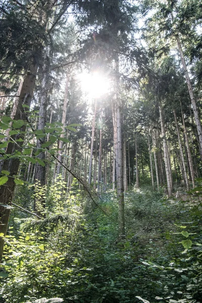 Het Zonlicht Schijnt Door Bomen Het Bos — Stockfoto