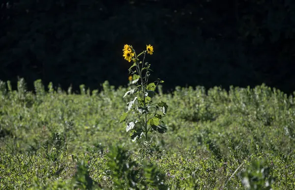 Ein Sonnenblumenfeld Mit Einer Kleinen Sonnenblume Der Mitte — Stockfoto