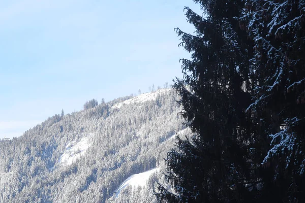 Drzewa Zimowym Krajobrazie Mroźny Zimowy Dzień — Zdjęcie stockowe