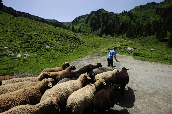 산에서 번식하는 알프스에서 사육하는 가축들 — 스톡 사진