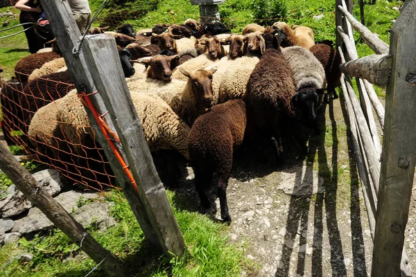 Hodowla Owiec Pastwiskach Górskich Zwierzęta Gospodarskie Alpach — Zdjęcie stockowe