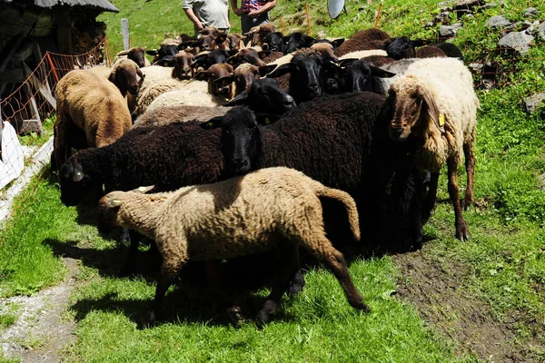 Fåruppfödning Fäboden Lantbruksdjur Alperna — Stockfoto