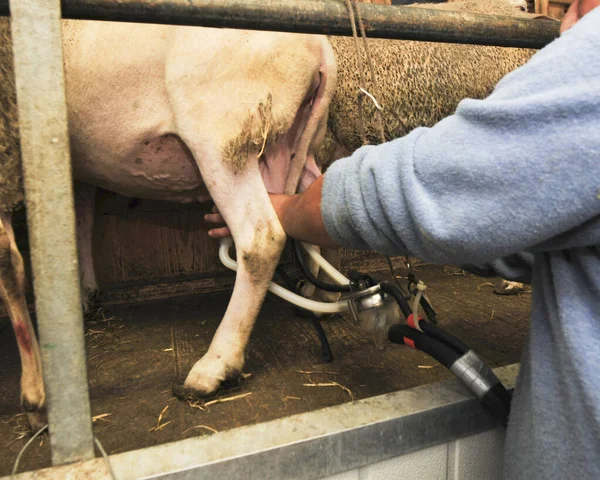 Tejelő Szalon Birkáknak Egy Karámban Egy Tejgazdaságon — Stock Fotó