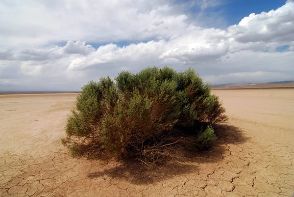 Calor Seca Uma Paisagem Desértica Condições Climáticas Secas — Fotografia de Stock