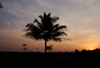 Yaz tatili ve seyahatin sembolü olarak palmiye ağacı