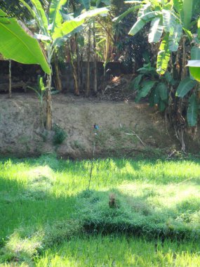 Yaz tatili ve seyahatin sembolü olarak palmiye ağacı