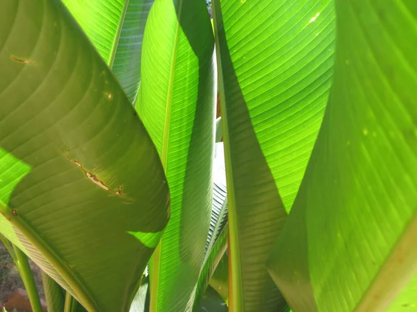 Palme Als Symbol Für Sommerferien Und Reisen — Stockfoto