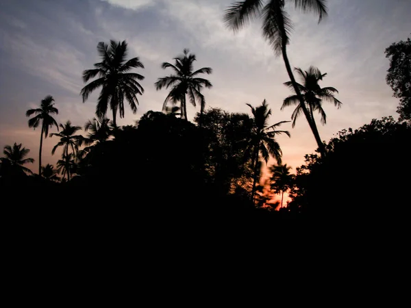 棕榈树是暑假和旅行的象征 — 图库照片