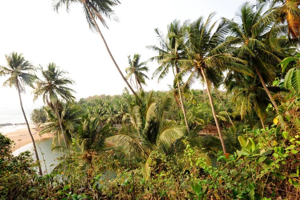 Palm tree as a symbol for summer holidays and traveling