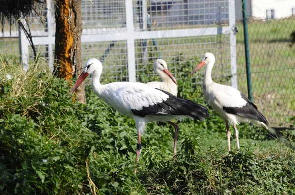 Yaralı Hayvanlar Için Leylek Istasyonu Hayvanlar Için Bakım Yardım — Stok fotoğraf