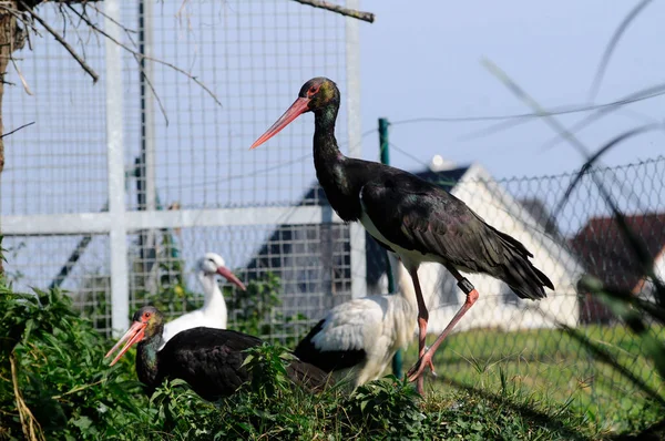 Storchenstation Für Verletzte Tiere Pflegearbeiten Und Hilfe Für Tiere — Stockfoto