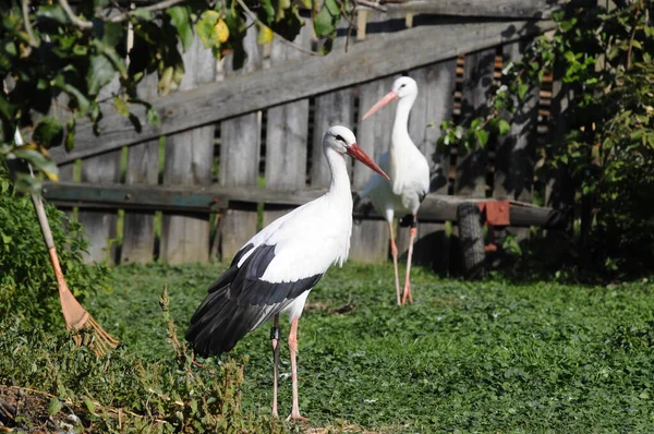 Yaralı Hayvanlar Için Leylek Istasyonu Hayvanlar Için Bakım Yardım — Stok fotoğraf