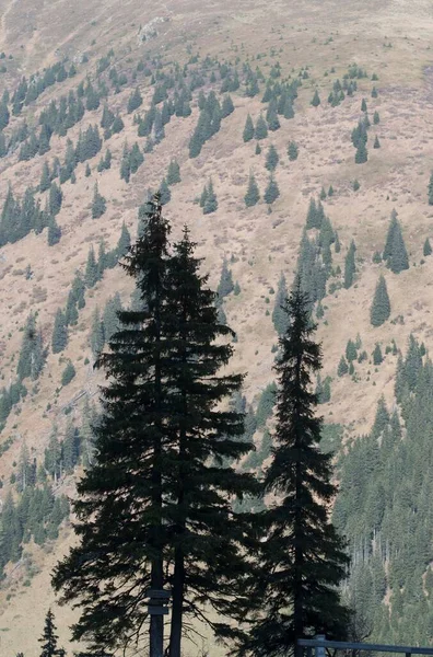 Chráněný Les Jako Lavinová Ochrana Horách — Stock fotografie