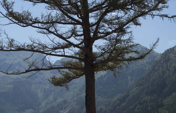 Une Forêt Protection Comme Protection Contre Les Avalanches Dans Les — Photo