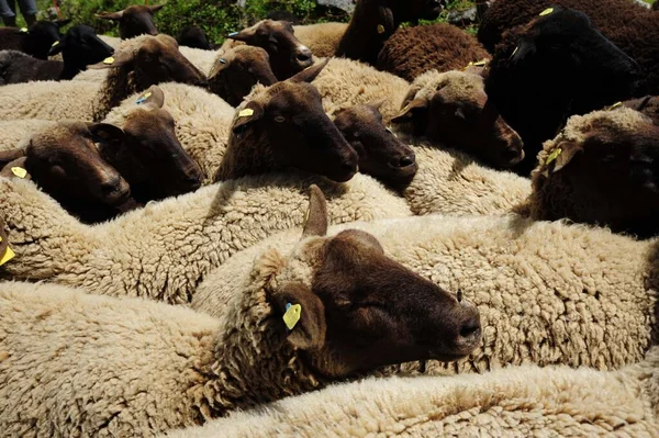 Betande Flock Får Flock Utomhus Ängen — Stockfoto