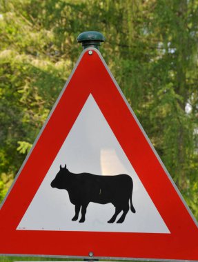 Trafik işaretinden geçen ineklerin dikkatine, kırmızı üçgen ve inek resmi.