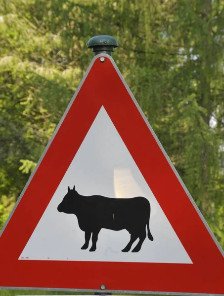 Aandacht Koeien Oversteken Verkeersbord Rode Driehoek Met Pictogram Van Een — Stockfoto