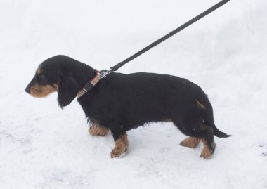 Kışın beyaz karda yürüyen tasmalı bir köpek.
