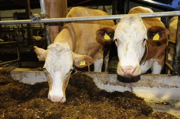 feeding the cattle in the cowshed, livestock farming in agriculture