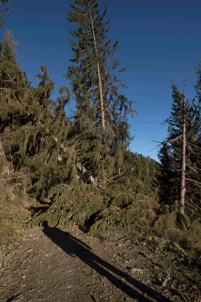 Badai Kerusakan Hutan Dengan Pohon Jatuh Dan Langit Biru — Stok Foto