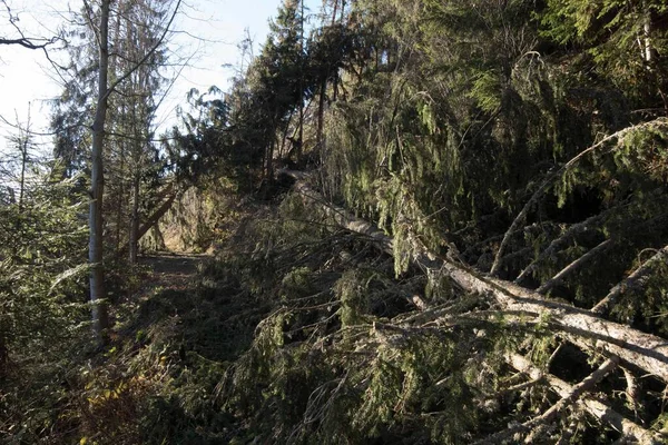Stormskader Skoven Med Væltede Træer Blå Himmel - Stock-foto