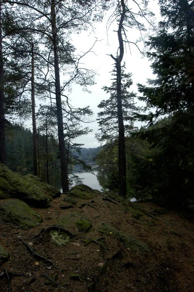 Vista Sobre Lago Montaña Desde Bosque Los Alpes —  Fotos de Stock