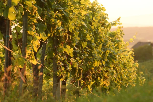 Vendange Tardive Vin Dans Vignoble Automne — Photo