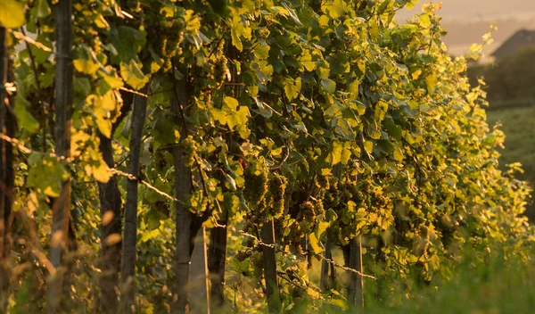秋のブドウ畑でのワインの後期ヴィンテージ — ストック写真