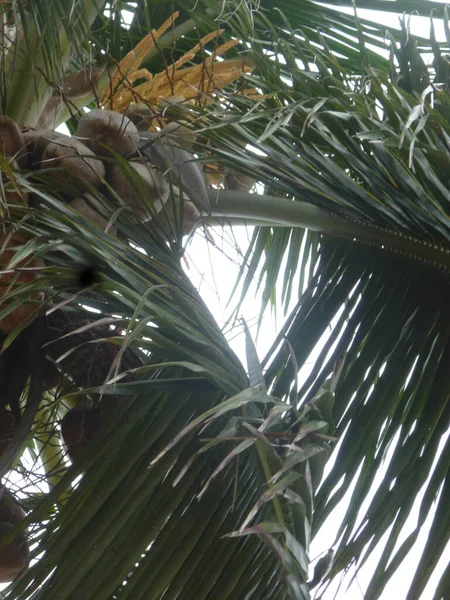 Unreife Kokosnüsse Hängen Einer Kokospalme Mit Grünen Blättern — Stockfoto