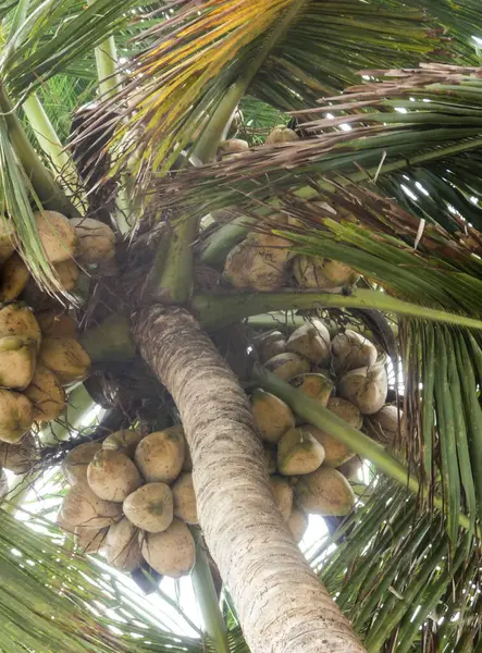 Omogna Kokosnötter Hängande Kokospalm Med Gröna Blad — Stockfoto