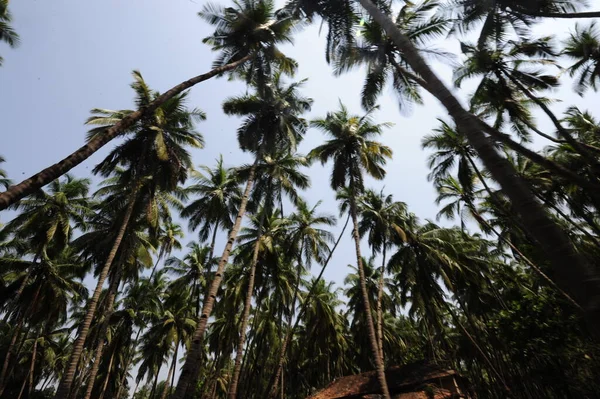 Palme Una Piantagione Olio Palma Utilizzate Produzione Industriale — Foto Stock