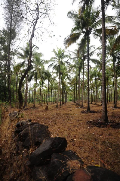 Palmeras Una Plantación Aceite Palma Utilizadas Para Producción Industrial —  Fotos de Stock