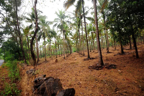 Пальмы Плантации Пальмового Масла Используемые Промышленного Производства — стоковое фото