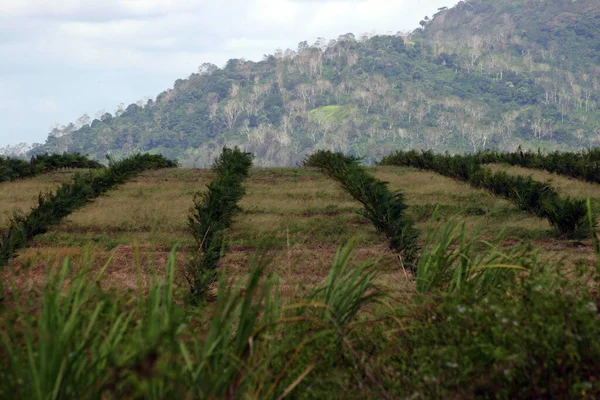 Palmeras Una Plantación Aceite Palma Utilizadas Para Producción Industrial —  Fotos de Stock