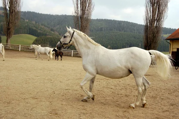 Lipizzan Άλογα Κινούνται Μια Μάντρα Ορεινό Τοπίο Στο Παρασκήνιο — Φωτογραφία Αρχείου