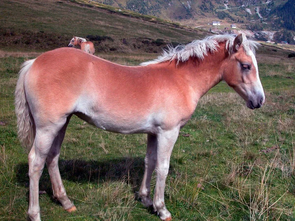 Haflinger Más Néven Avelignese Lófajta Egy Kifutón — Stock Fotó