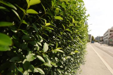 Doğal bahçe çiti olarak çit ya da çit inşa eden yeşil çalılar