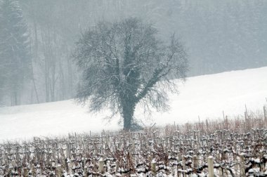 Ağaçta büyüyen ökseotu, doğadaki iki organizma arasında ortakyaşam.